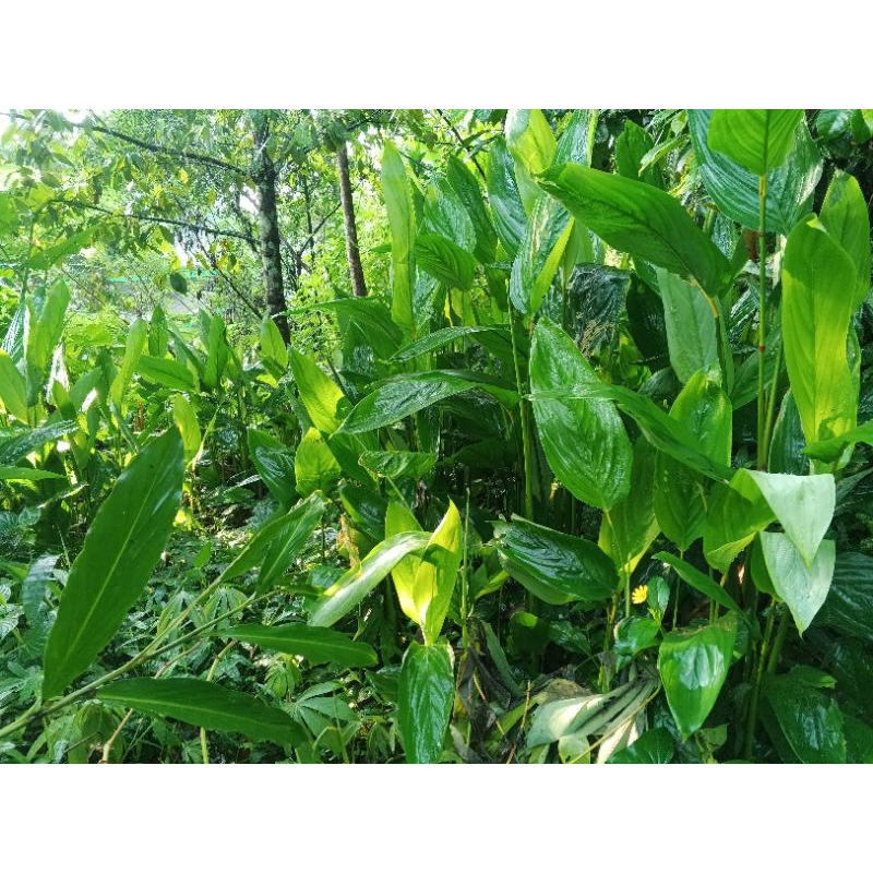 

bibit benih pohon umbi Garut,benih terigu