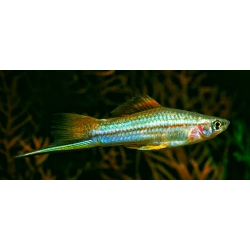 Termurah Platy Green Swordtail