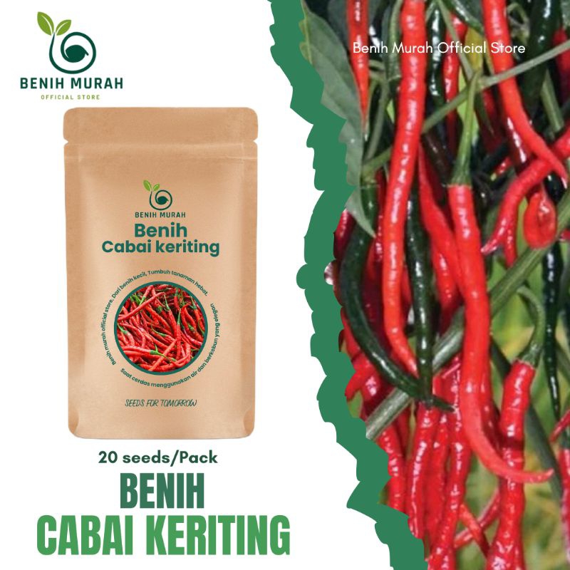 

BENIH CABAI KERITING MERAH