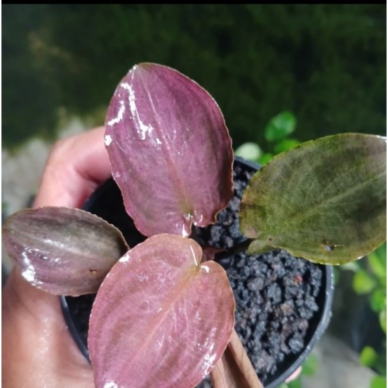cryptocoryne legenandara meboldi pink