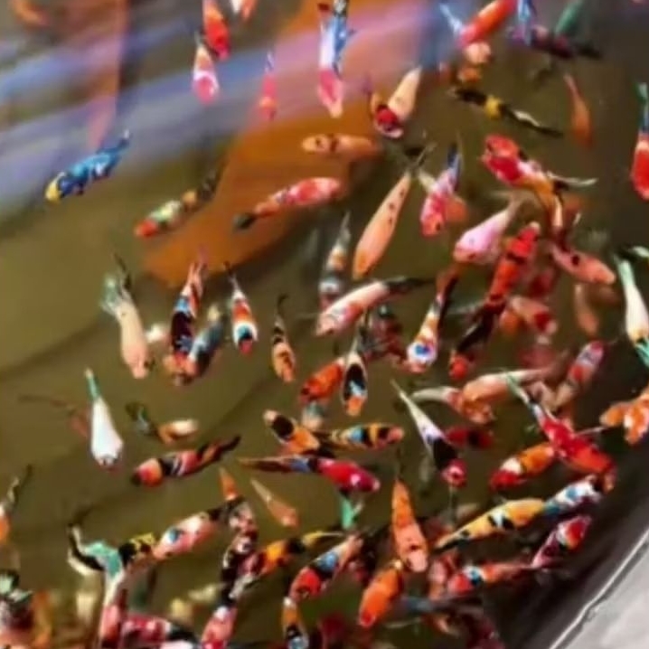 cupang multicolour cupang bagus banyak warna | cupang solid