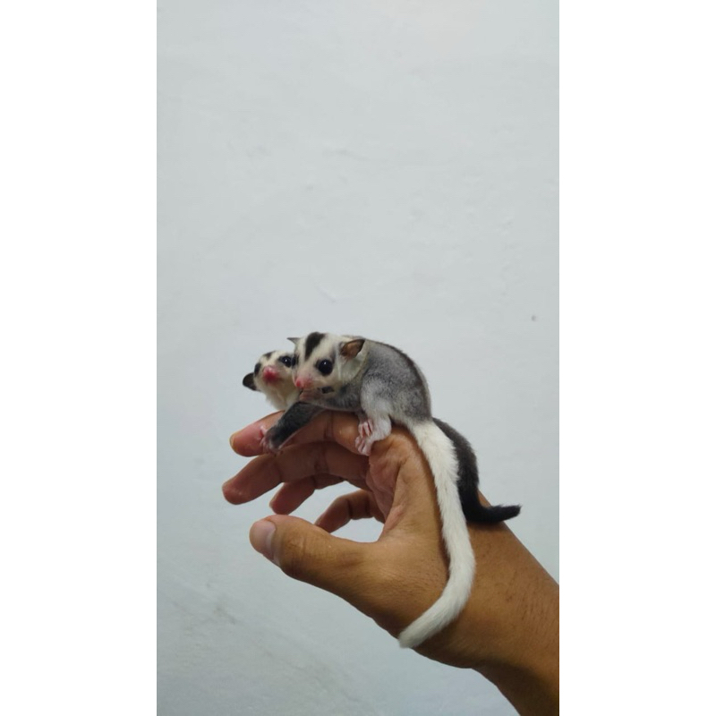 sugar glider mozaic betina 1,5bln