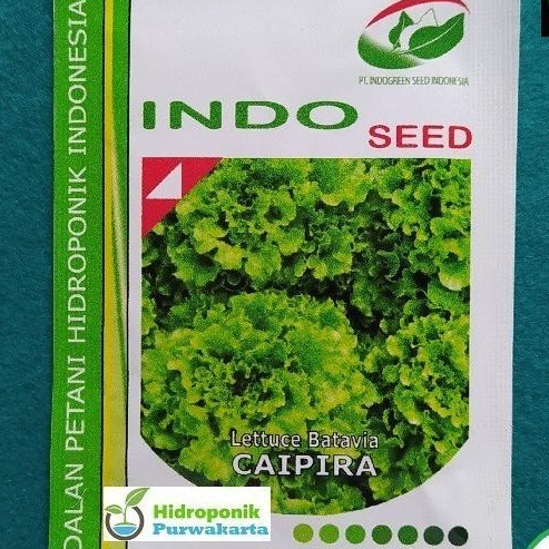 Benih Selada Caipira Lettuce Batavia Isi 500 SEED