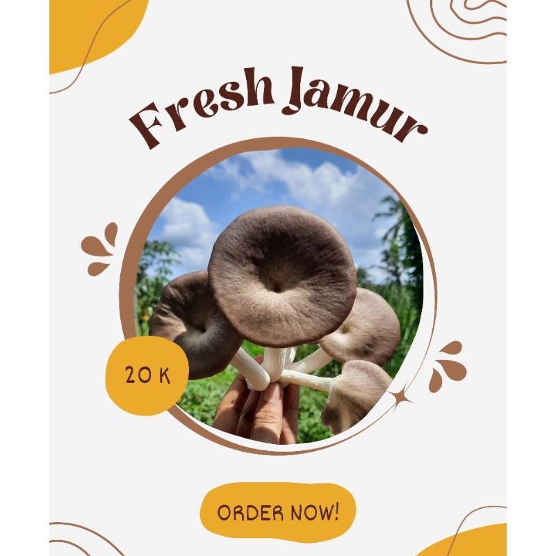 Jamur Tiram Coklat