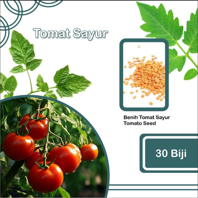 

Biji Tomat Sayur 30 Biji