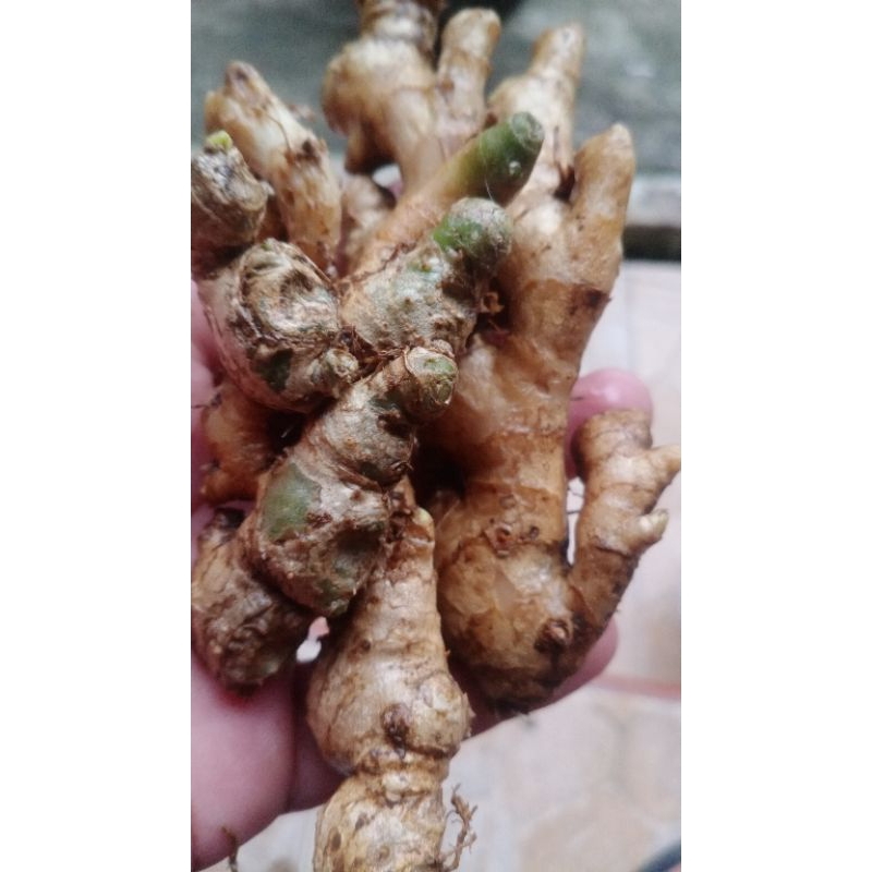 

JAHE PUTIH SEGAR 1 KG