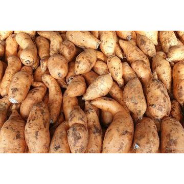 

Ubi Fresh 1Kg ( Kirim Instan )