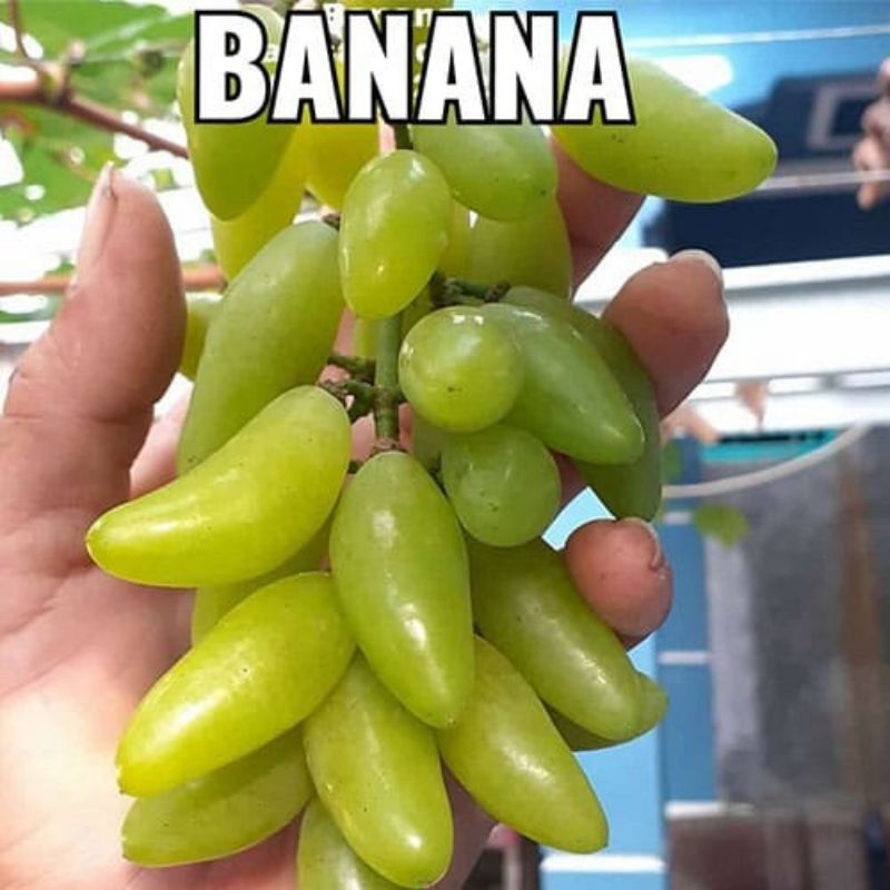 

BIBIT TANAMAN BUAH ANGGUR BANANA HASIL DARI OKULASI CEPAT BERBUAH