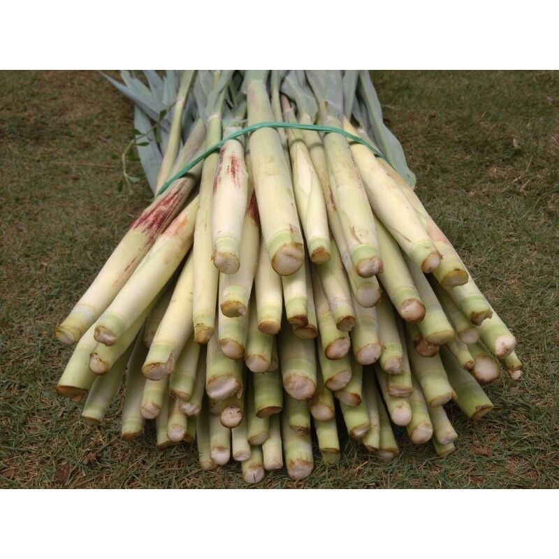 

Terubuk sayur/Terubuk Turubuk,Tebu Telor, Terubus Endog per 1kg
