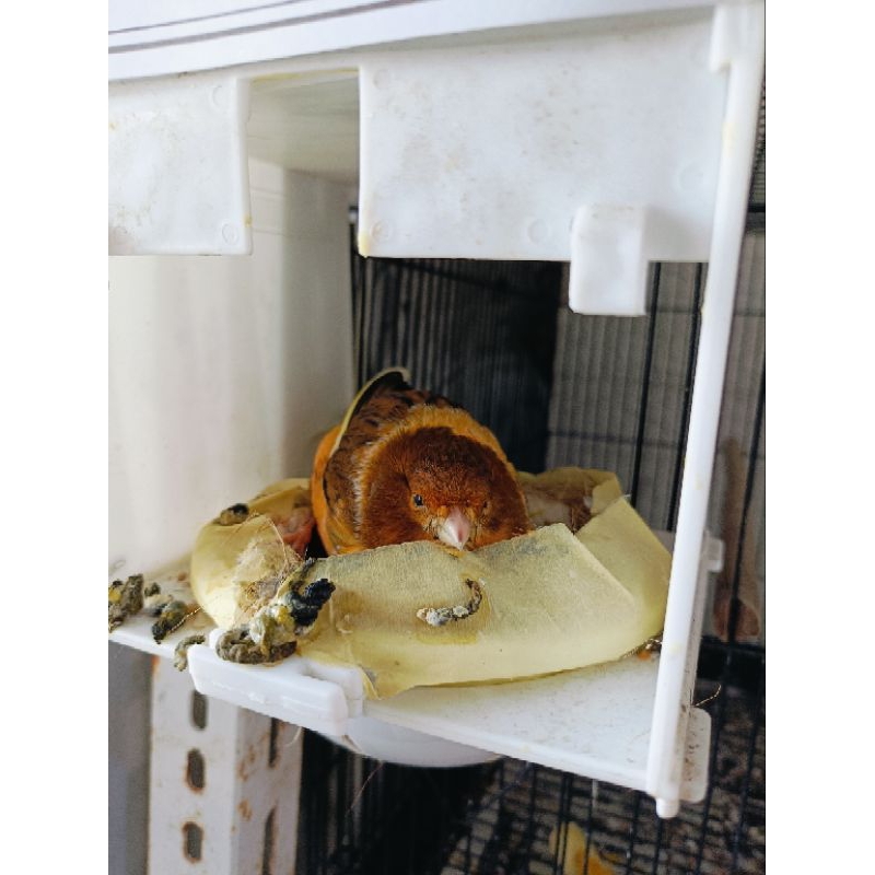 Betina YS produk foi24