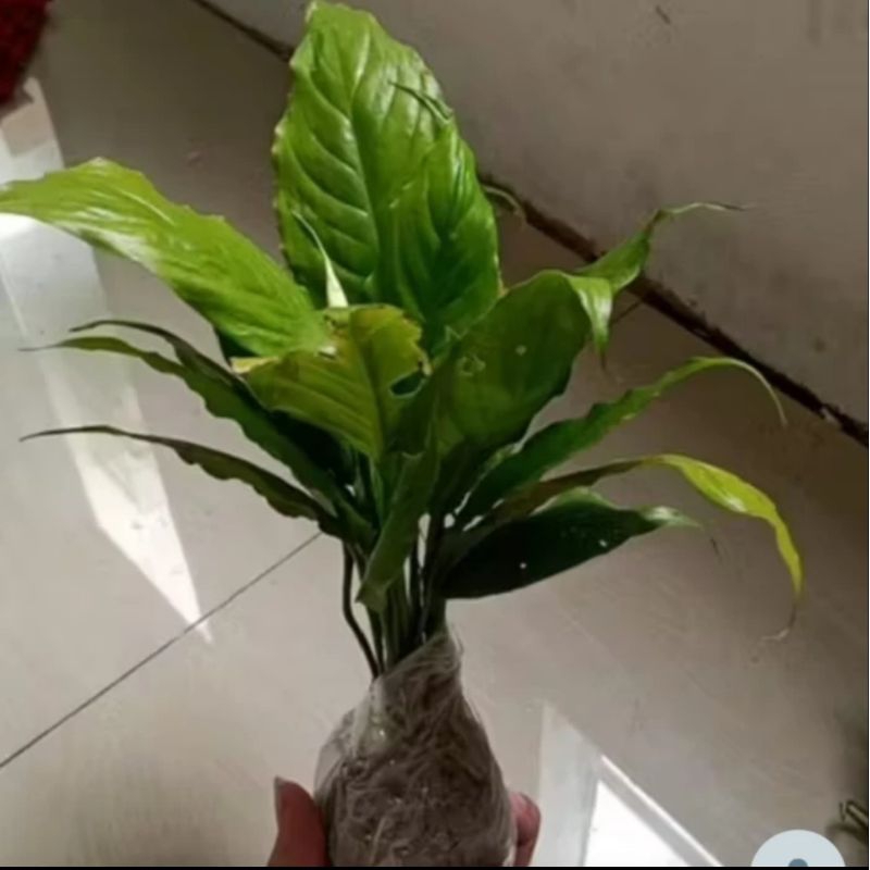 Tanaman Peace Lily Ukuran Kecil Rimbun / Tanaman Sepatu Filum Rimbun