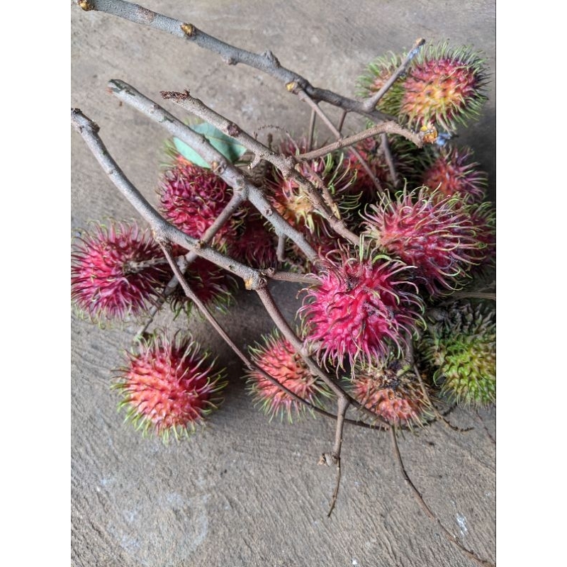 

rambutan segar baru petik