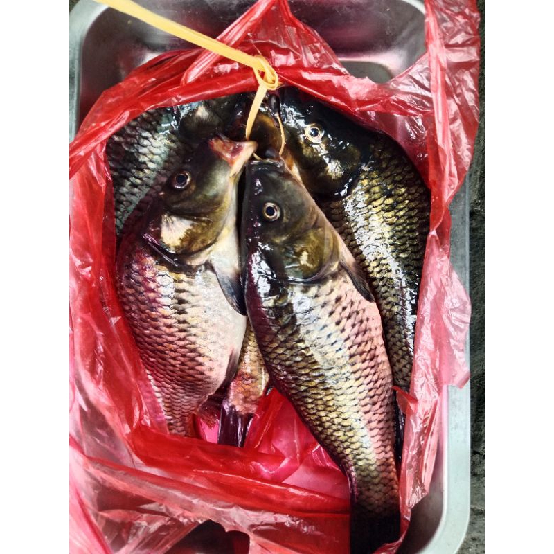 

ikan mas segar hidup 500gr