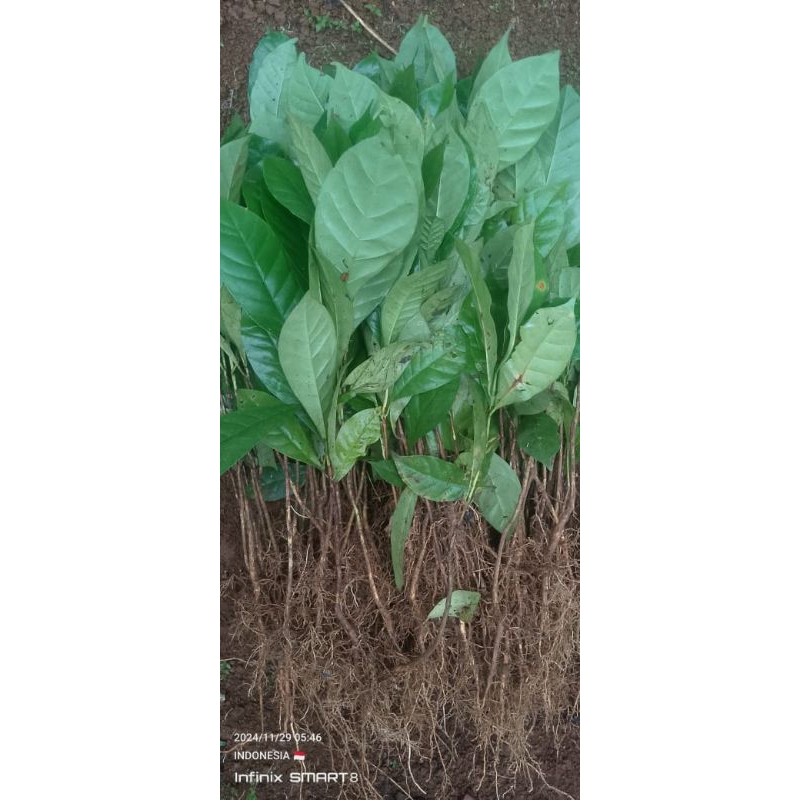 

bibit kppi jabuta jenis brazil super tingi 25 30cm