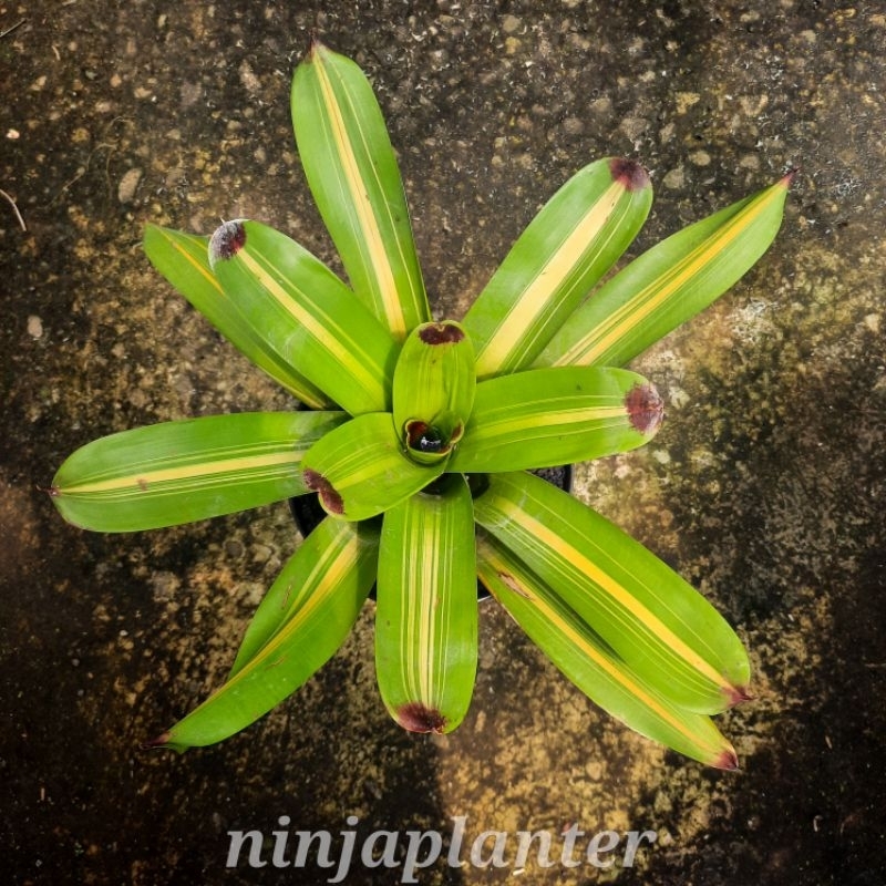 Vriesea philipocoburgii variegata (Bromelia)
