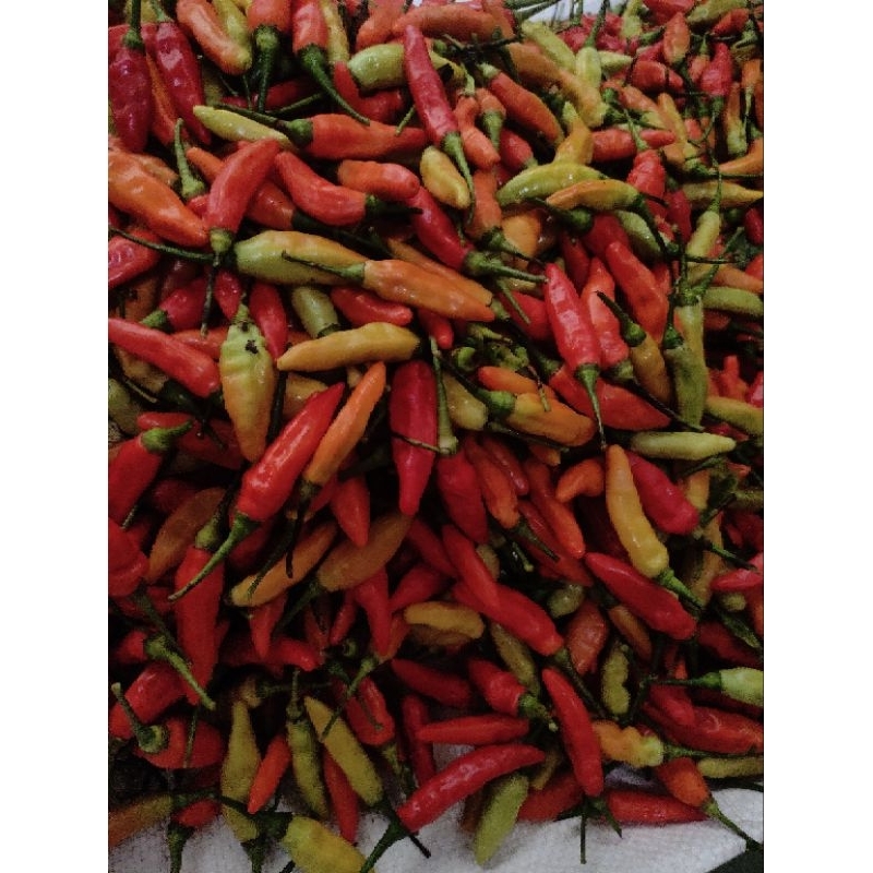 

cabe rawit ori 212 1 kg ORI fresh pedas lombok murni terlaris asli petani