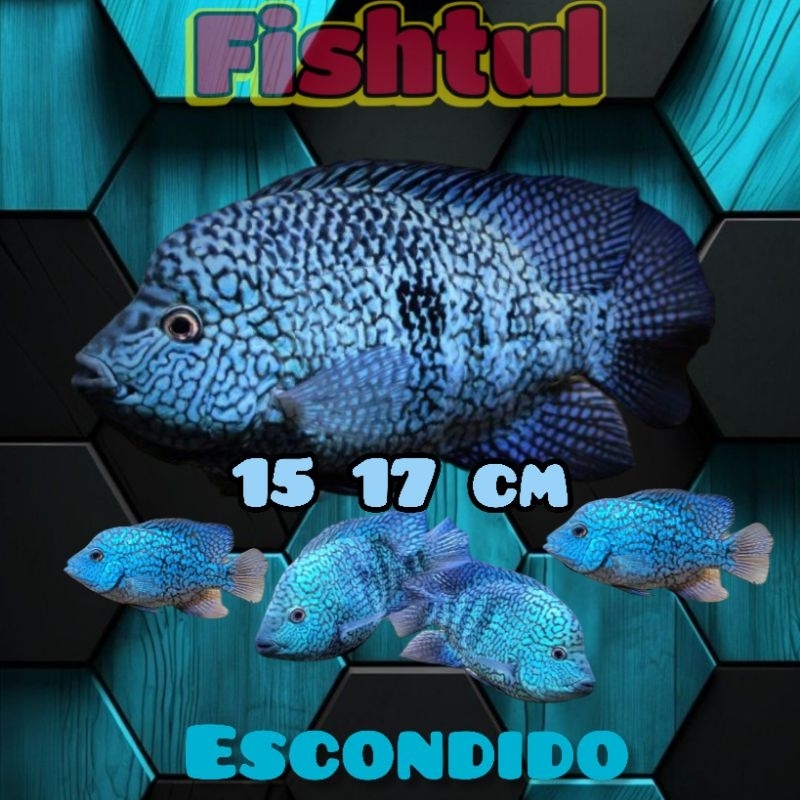 Cichlid Texas Escondido 15 17 cm