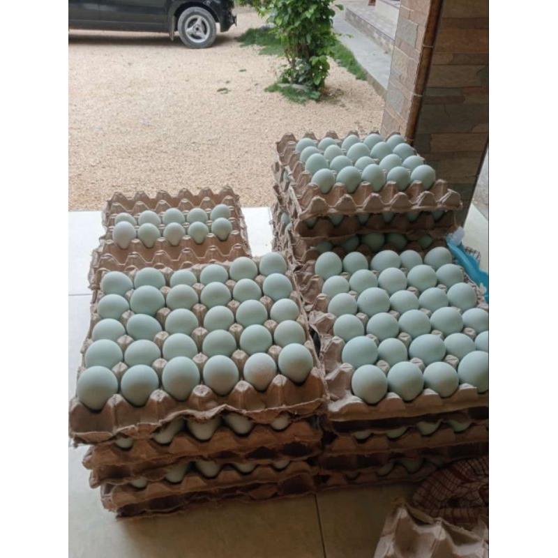 

READY TELUR ASIN MASIR DAN ENAK