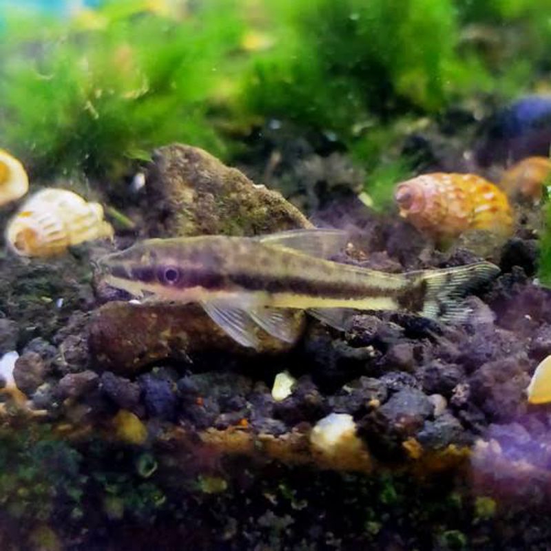 Hiasan aquarium ottocinclus affinis eater