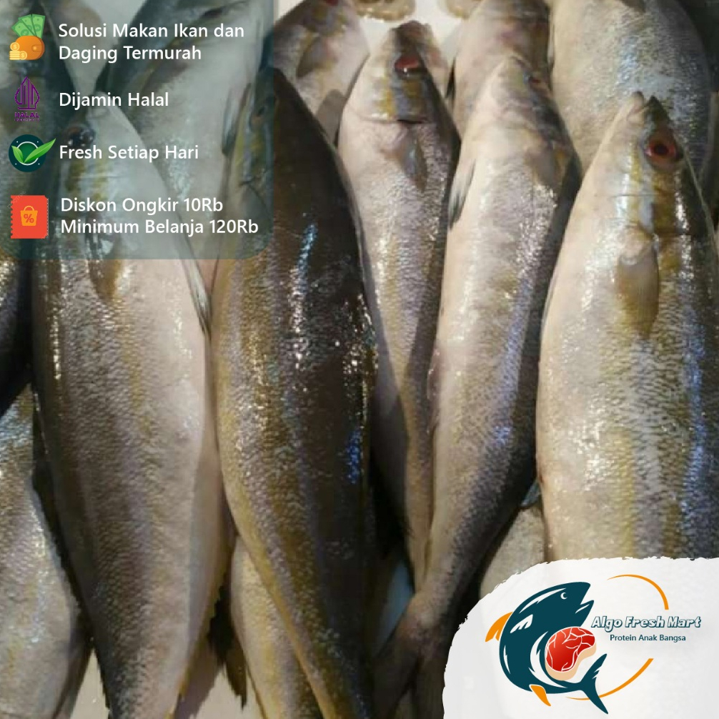 

[TERMURAH] Ikan Salem / Salmon Lokal Berat 750-850Gr
