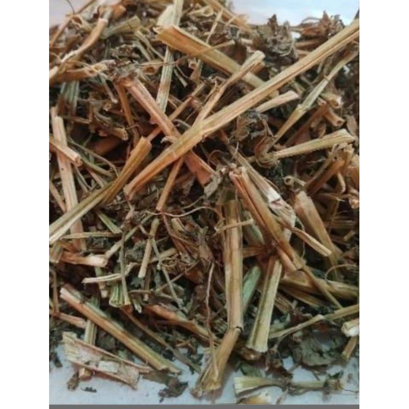 pohon ciplukan kering