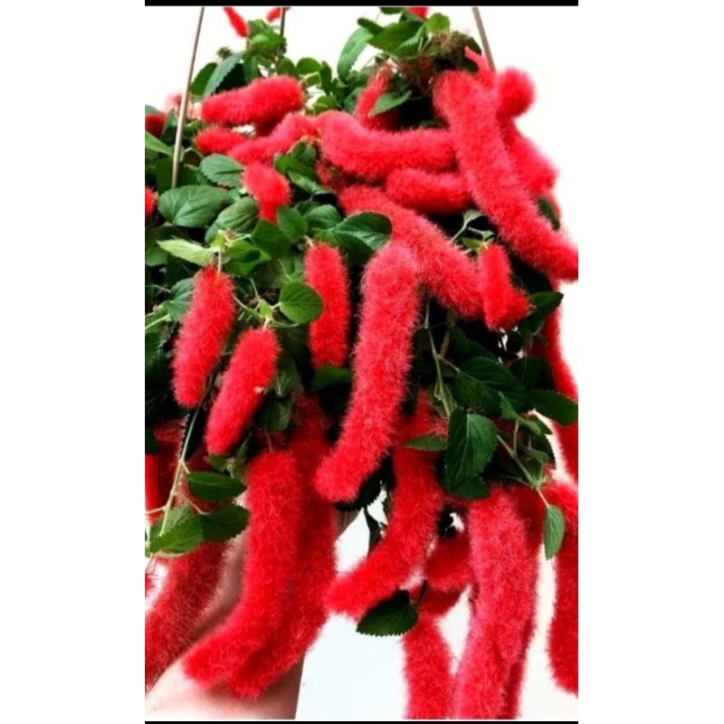 Tanaman Ekor Kucing Rimbun / Bunga Ekor Kucing Rimbun