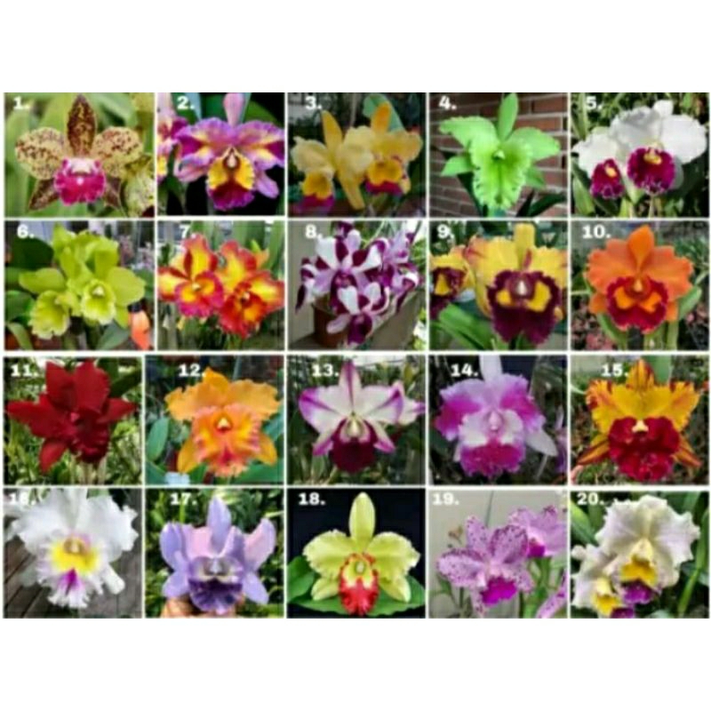 anggrek cattleya seedling hibrida bunga besar