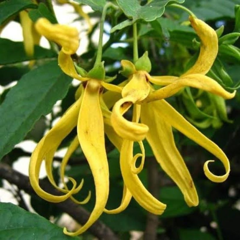 Tanaman Bunga Kenanga - Bibit Tanaman Pohon Kenanga