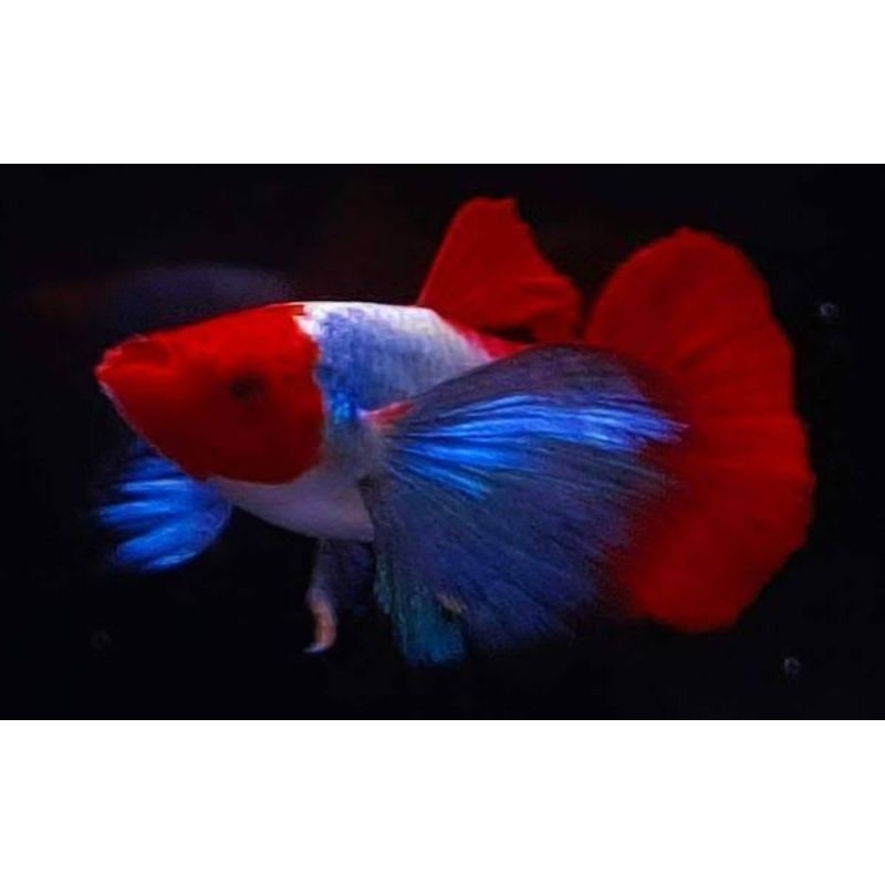 Hiasan aquarium Guppy prtde koi