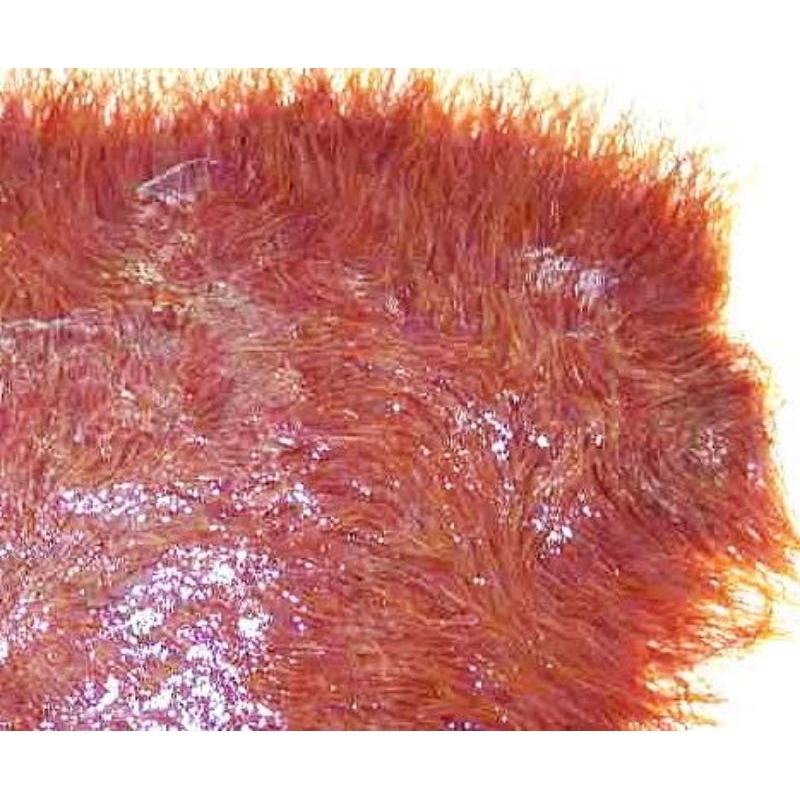 cacing sutra hidup / cacing sutera hidup