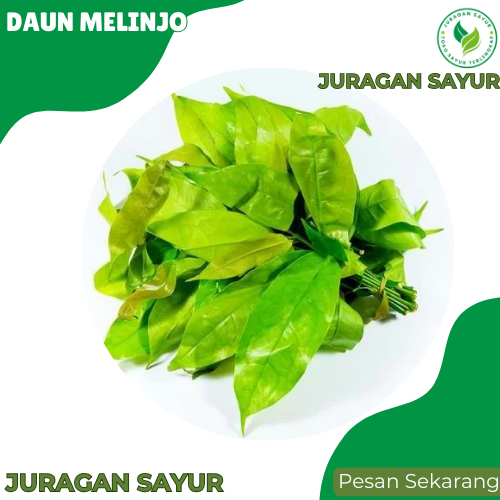 

Juragan Sayur - Daun So / Daun Melinjo 50gr