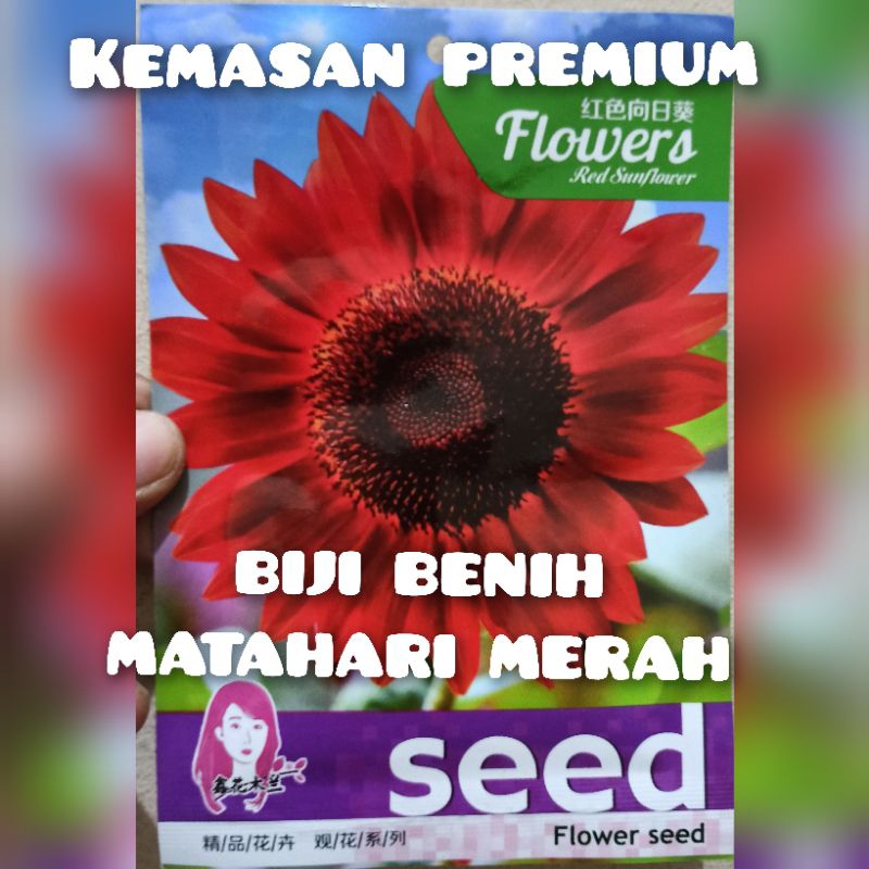 kemasan premium biji benih bunga matahari merah impor