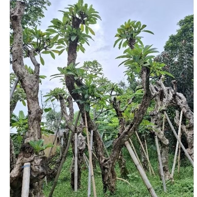 POHON KAMBOJA FOSIL BESAR TINGGI 6 METER
