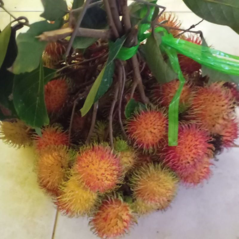 

Buah Rambutan Binjai nglotok manis