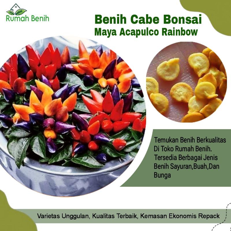 Benih Cabe Hias Bonsai Maya Acapulco Rainbow F1 / Benih Cabe Pelangi / Bibit Benih Cabe Hias Maya Ac