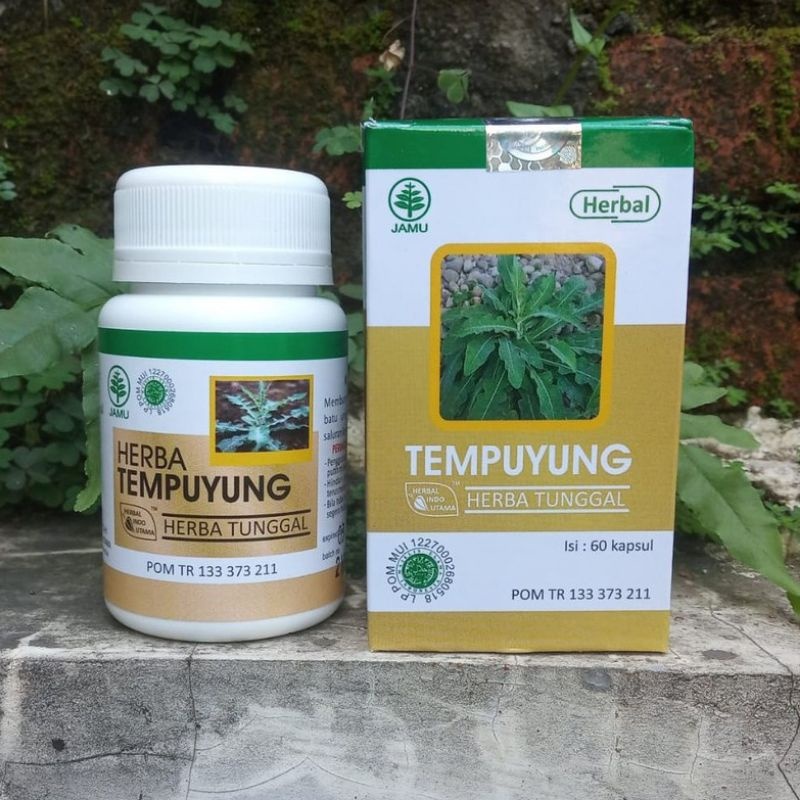 Hiu Tempuyung Obat Herbal Batu Ginjal Batu Empedu 60 Kapsul