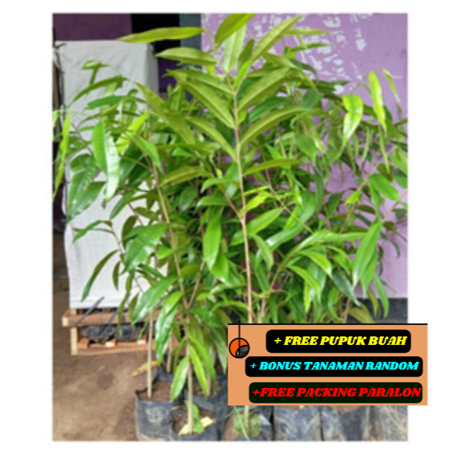 Bibit / Pohon Kayu GAHARU Kualitas Unggul ASLI