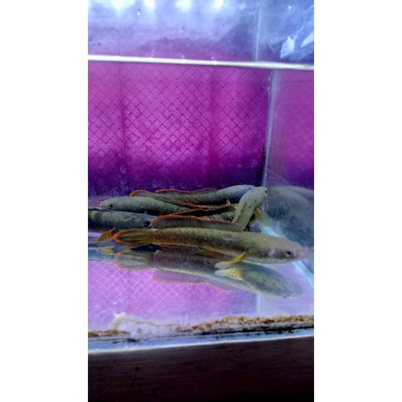 ikan chana limbata size 10-15cm