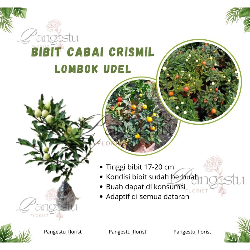 

Bibit Tanaman Cabai Crismil/Lombok Udel