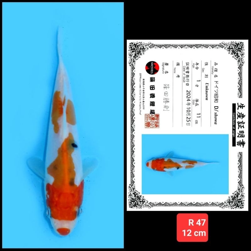 ikan koi import doitsu kohaku sanke showa kode R 06 dari 06