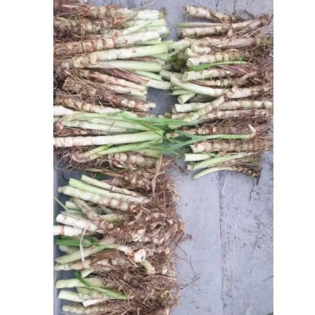 

Bibit Rumput Odot siap tanam/10 batang