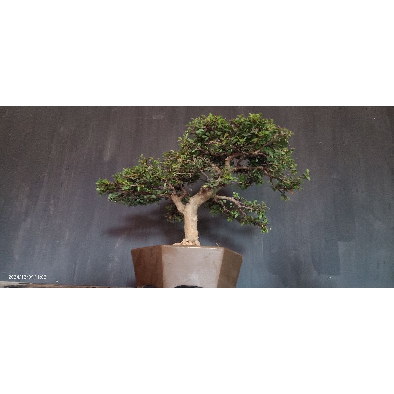bonsai ulmus siap pajang