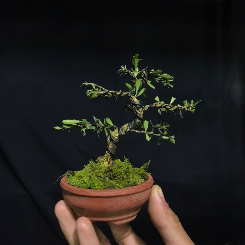 BONSAI MINI BOXUS BOXWOOD SIAP PAJANG