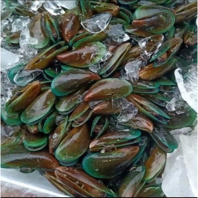 

KERANG HIJAU HIDUP 1kg