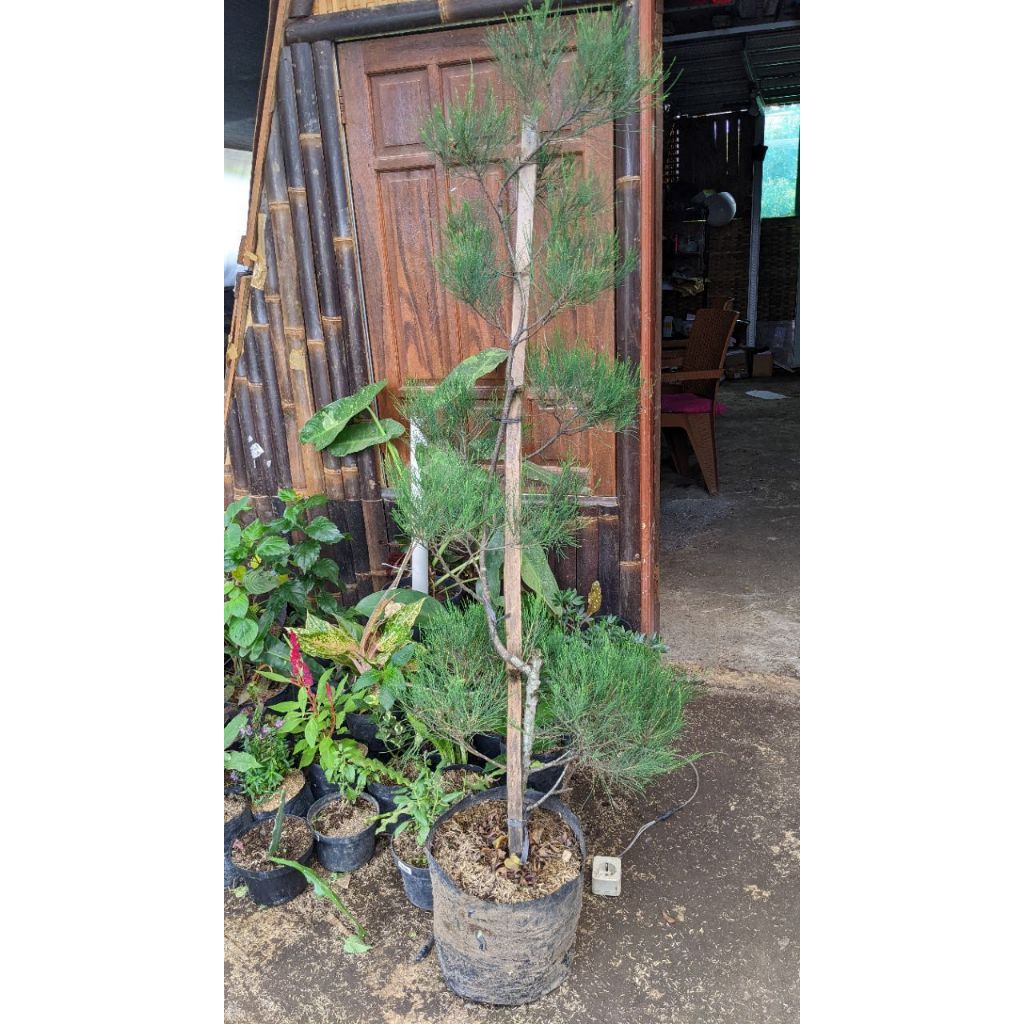 Tanaman Hias Cemara Udang  ( Casuarina equisetifolia) 1 Meter Bonsai
