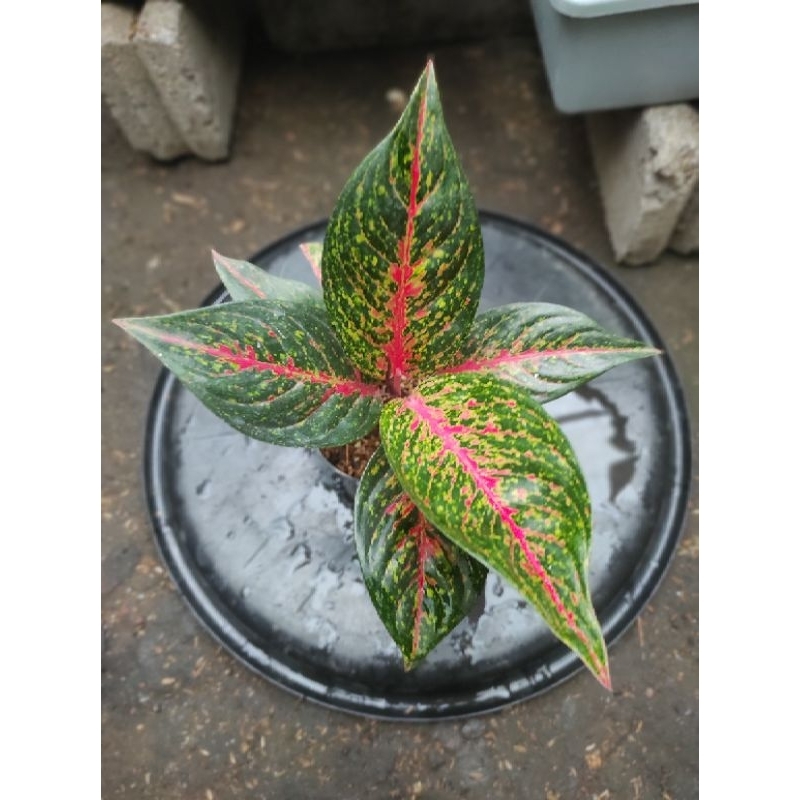 Aglaonema Hot Lady
