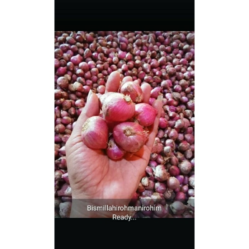 

brambang /bawang merah murah berkualitas