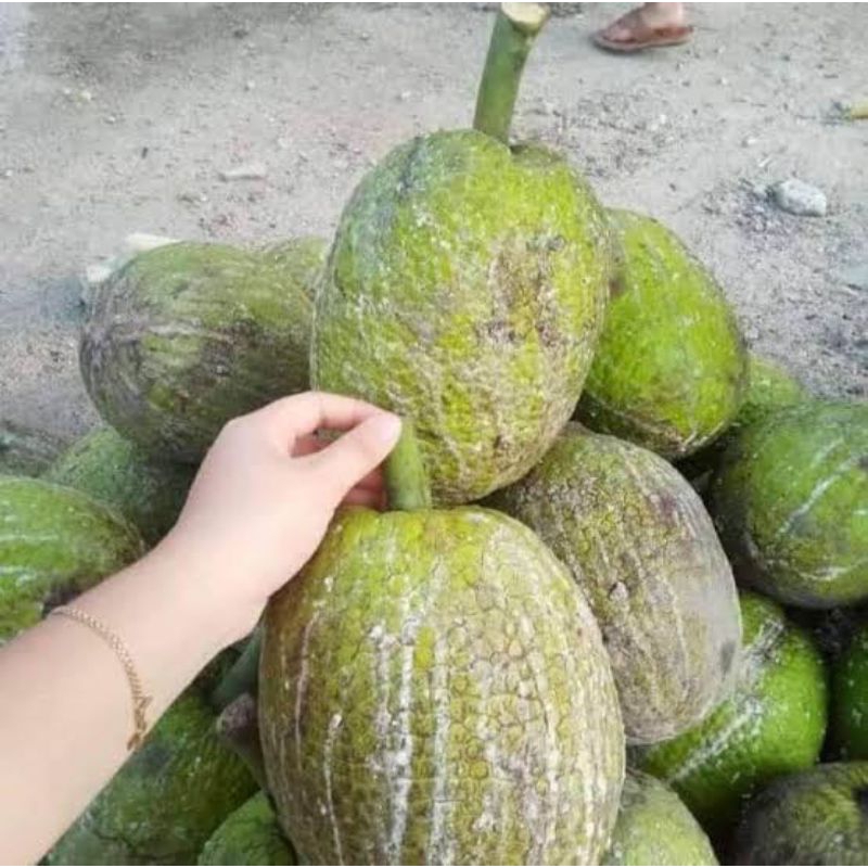 

BUAH SUKUN KRIPIK SUPER 1KG