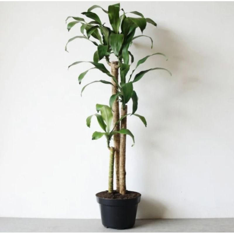 DRACAENA MASSAGEANA + Pot Plastik Hitam | Tanaman hias indoor