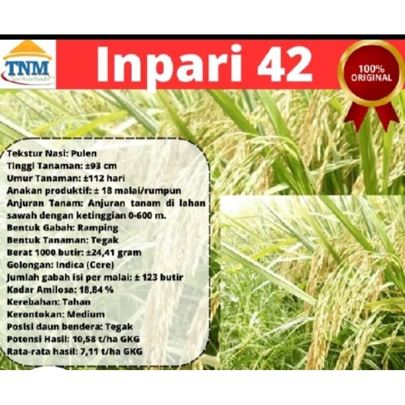 BENIH PADI INFARI 42 KEMASAN 1KG